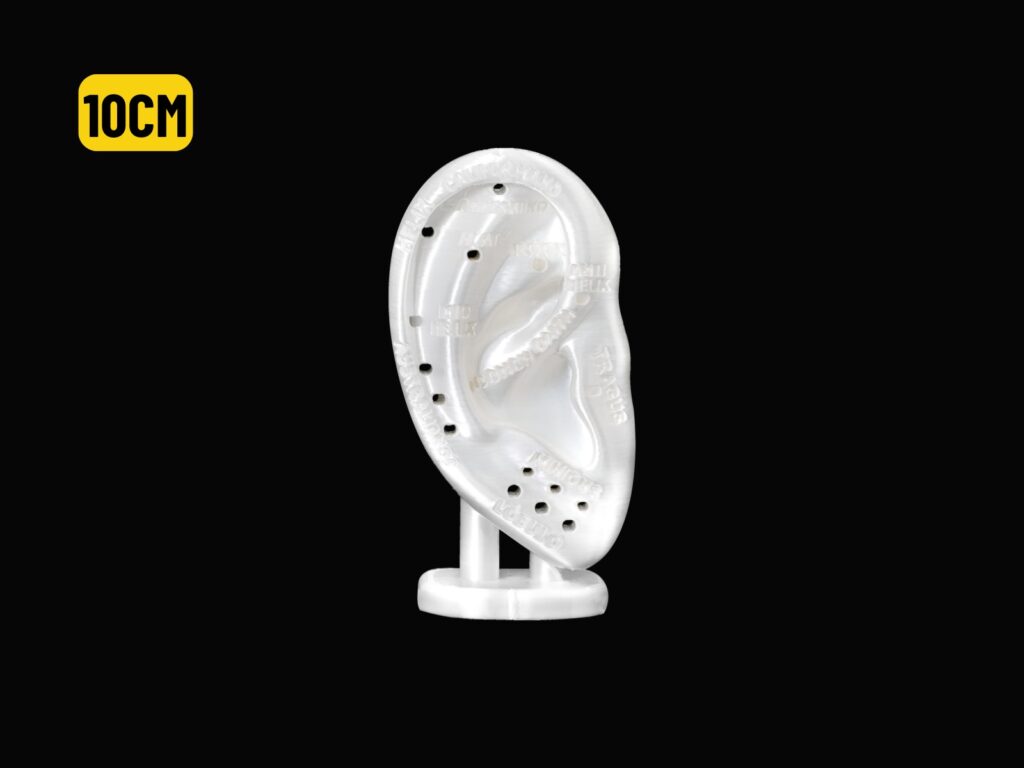 EXPOSITOR ORELHA C/ MAPA AURICULAR BRANCO - 10CM
