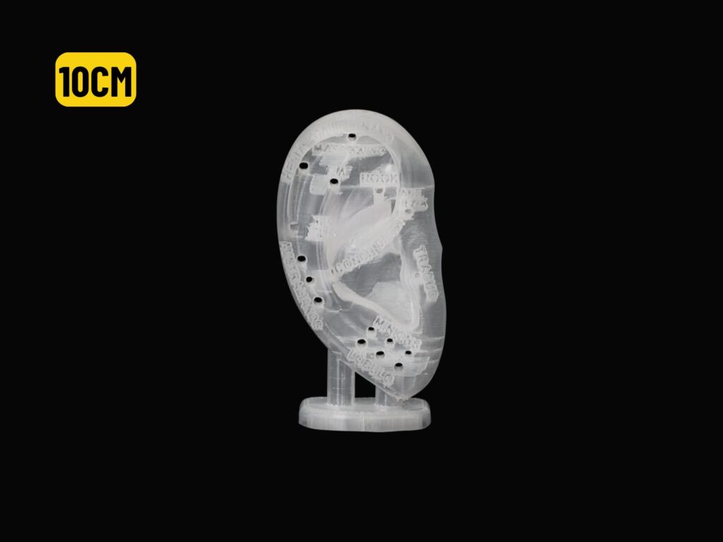 EXPOSITOR ORELHA C/ MAPA AURICULAR TRANSPARENTE - 10CM