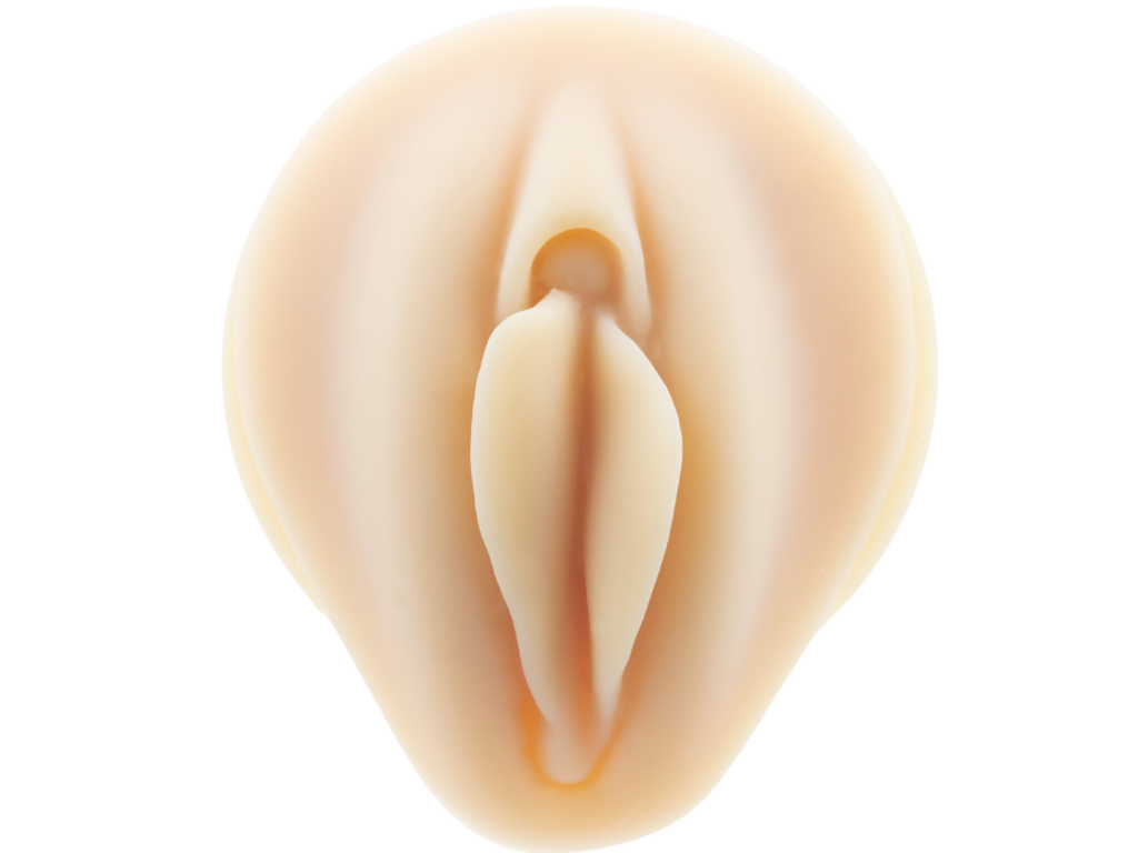 GENITAL FEMININO C/ SUPORTE TRANSPARENTE