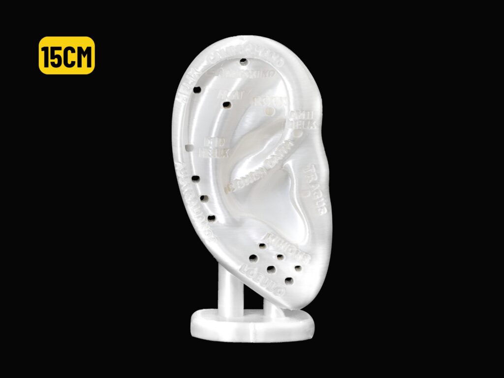 EXPOSITOR ORELHA C/ MAPA AURICULAR BRANCO - 15CM